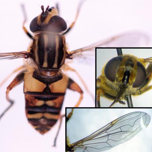 Helophilus pendulus